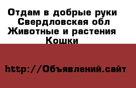 Отдам в добрые руки - Свердловская обл. Животные и растения » Кошки   